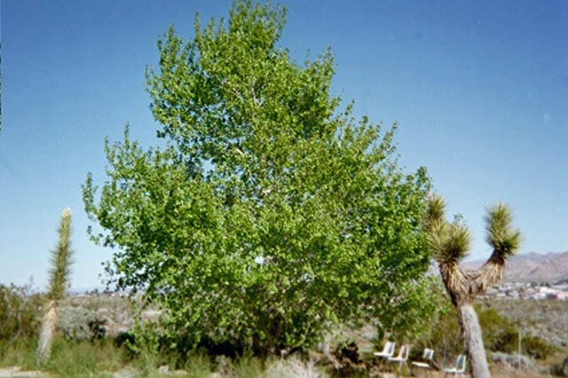 cottonwood2