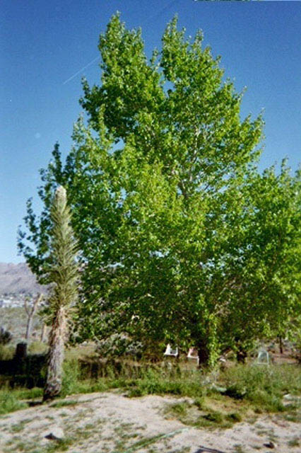 cottonwood3