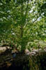 cottonwood