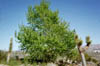 cottonwood2